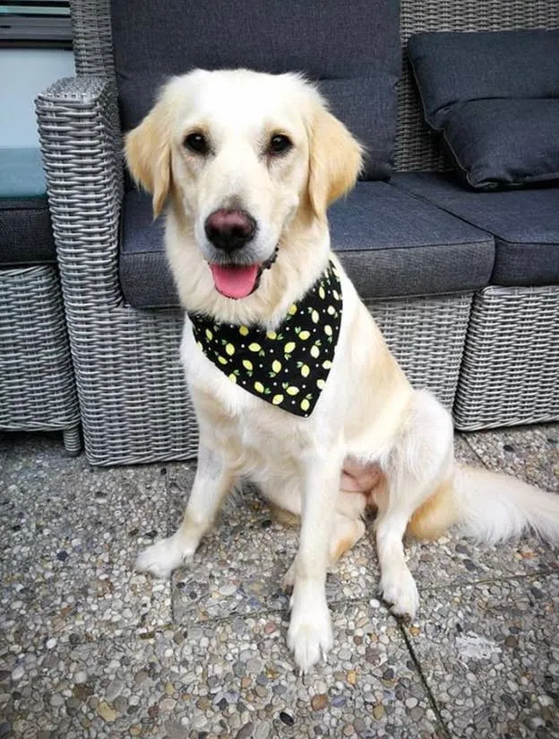 Apple - Eco-friendly Snap On Bandana - Made in the USA