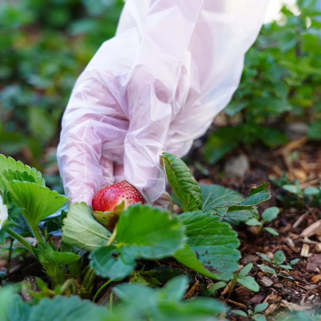 Kids Youth-Size Compostable Gloves (100 gloves/box)